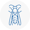 Oughtibridge Wasp Nest Removal